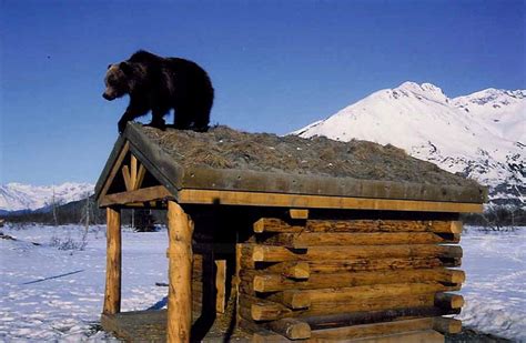 Alaska Wildlife Conservation Center | Portage | ALASKA.ORG