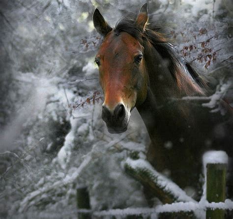 Winter Horses Pictures Wallpaper - WallpaperSafari