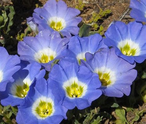 Chilean Bellflower Blue Nolana Paradoxa Seeds