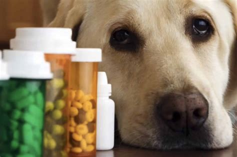 Dog Anxiety Medication - CALM DOGS