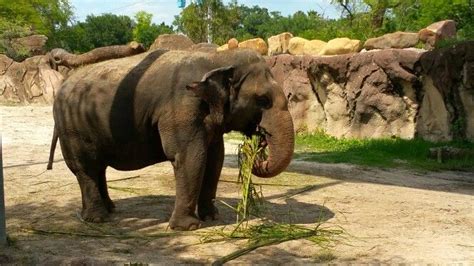 Busch Gardens | Busch gardens, Animals, Florida