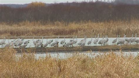 Mass Migration Of Sandhill Cranes Graces Minnesota - YouTube