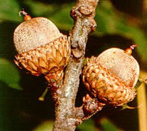 Interesting Facts about Oak Trees | Owlcation