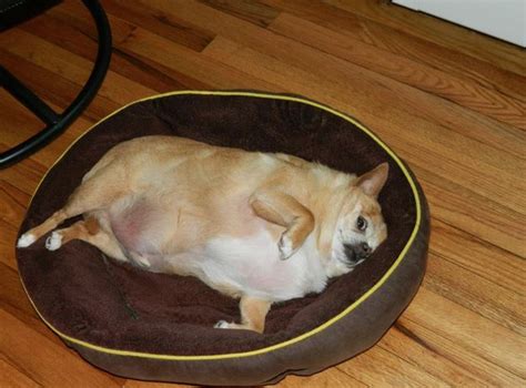 Chihuahua Fattest Dog In The World - Pets Lovers