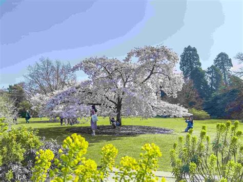 Cambridge University Botanic Garden