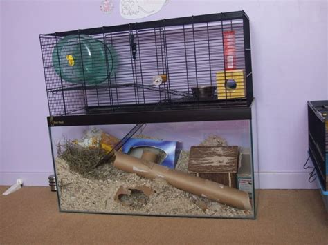 Gerbil Housing Pictures II | The Gerbil Forum | Hamster life, Gerbil ...