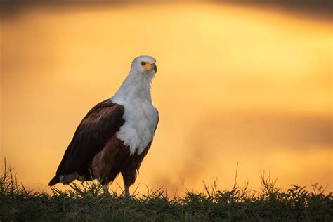 The African Fish Eagle - Know your subject - Bird photography