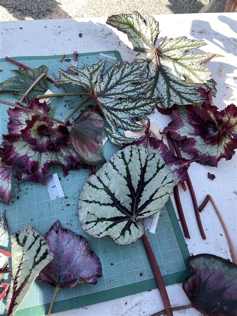 Begonia Propagation — Shaker Lakes Garden Club