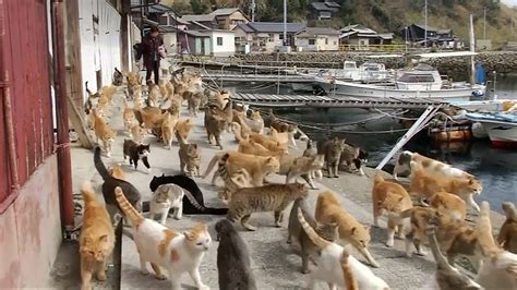 Cat Island': Feral Cats Outnumber Humans on Japan’s Aoshima Island