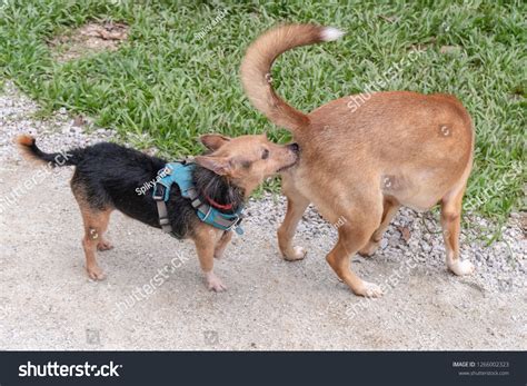 Terrier Dog Smelling Another Dogs Butt Stock Photo (Edit Now) 1266002323