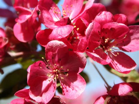 Crabapple, Adams - Campbells Nursery