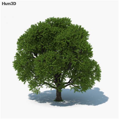 Oak Tree 3D model - Download Trees on 3DModels.org