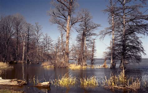 Reelfoot Lake - Students | Britannica Kids | Homework Help