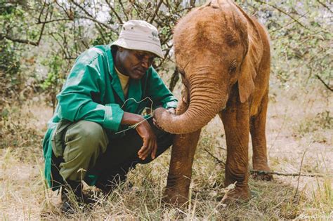 David Sheldrick Wildlife Trust | RIESTER Foundation