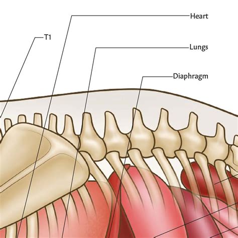 Mouse Anatomy Poster | Bones Organs Small Mammal