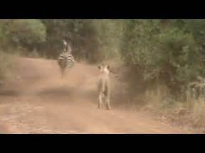 lion chasing zebra - YouTube