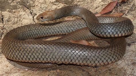 Eastern Brown Snake Facts and Pictures | Reptile Fact