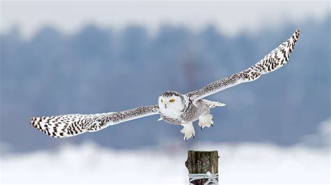 5 feet across - Snowy Owl - Snowy Owl wingspan To purchase prints ...