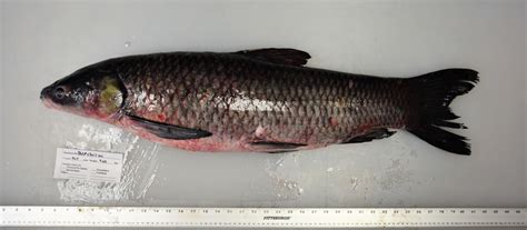 Species Profile - Black Carp