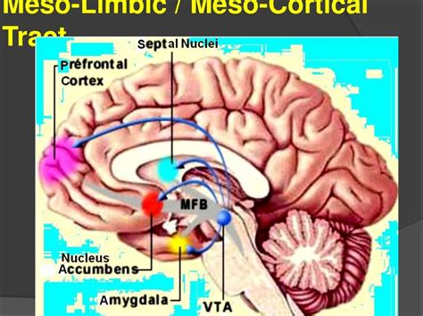 Basal Forebrain Components - Schizophrenia - Limbic Connections - San…