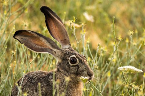 Photo: Black-Tailed Jackrabbit Is All Ears