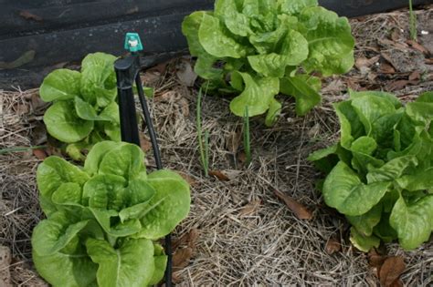 Harvesting Lettuce Seeds - BloominThyme