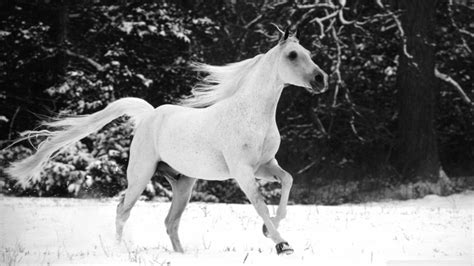 Horses in the Snow Wallpaper (59+ images)