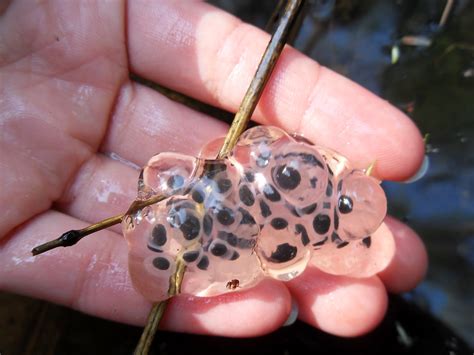 Itsy Bitsy Spiders: Wood Frog Eggs!