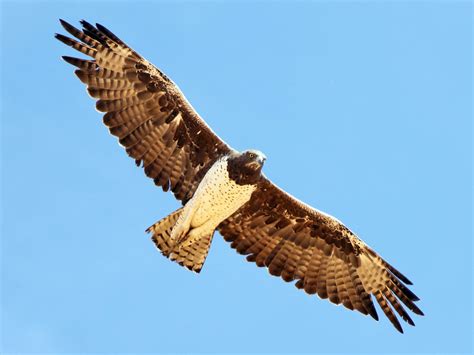 Martial Eagle - eBird