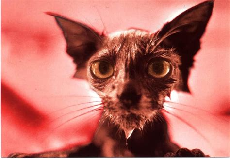 Demon Cat | Cats, Animals, Demon