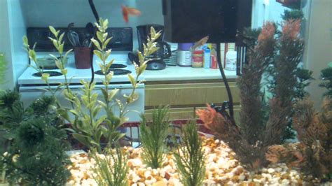 New guppy and birthing/fry tank set up - YouTube