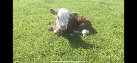 Miniature Hereford Calf | Miniature hereford, Hereford cattle ...