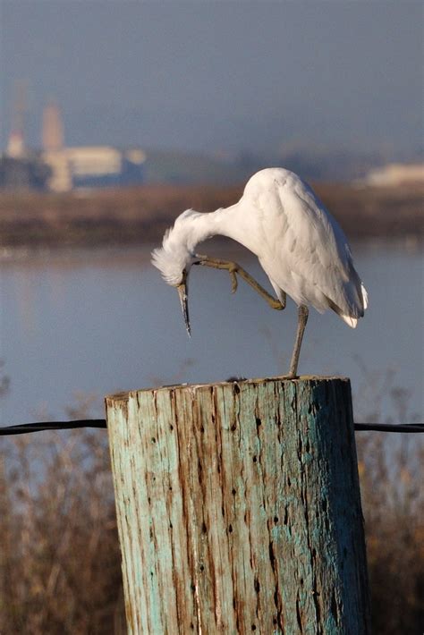 Bird scratching his ear, while on a wooden post | Scene from… | Flickr