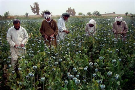 Opium Production in Afghanistan Up for Third Year - The New York Times