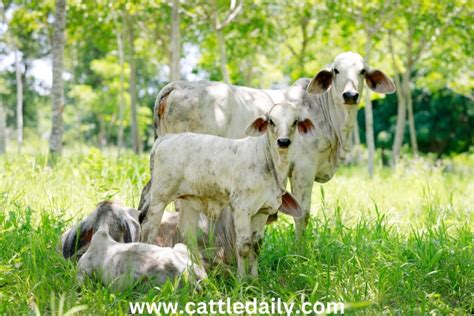 Beginner's Guide to Raising Cattle: Breed Selection, Facilities ...