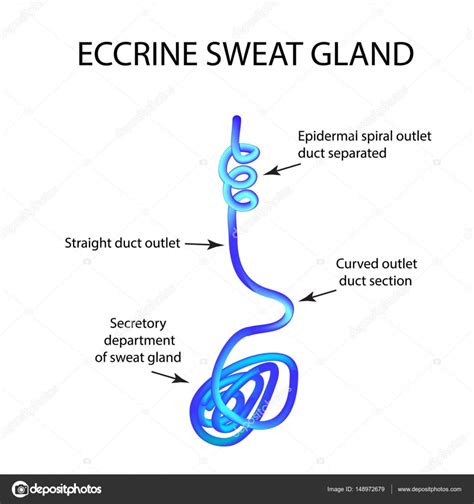 Eccrine Sweat Gland Diagram