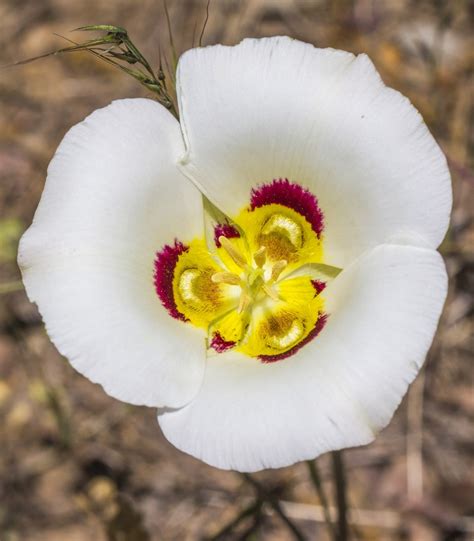 Sego Lily 25 Seeds (Calochortus nuttallii) Heirloom - Open Pollinated