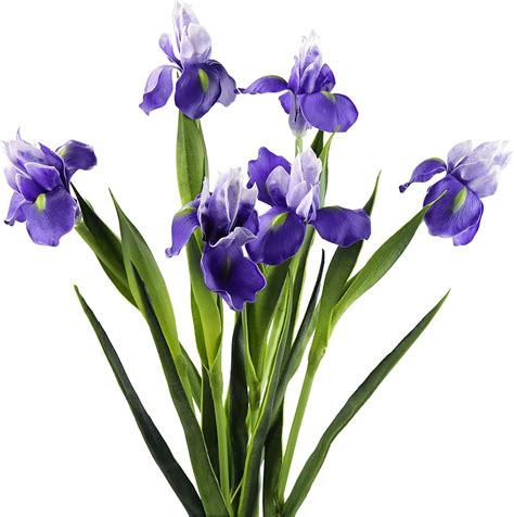 Iris Symbolism in Christianity - What Does Its Flower Mean? - The Garden Hows