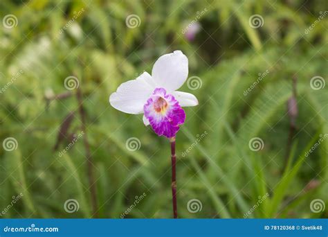 Wild Orchid (Bamboo Orchid) Stock Photo - Image of beauty, brought ...