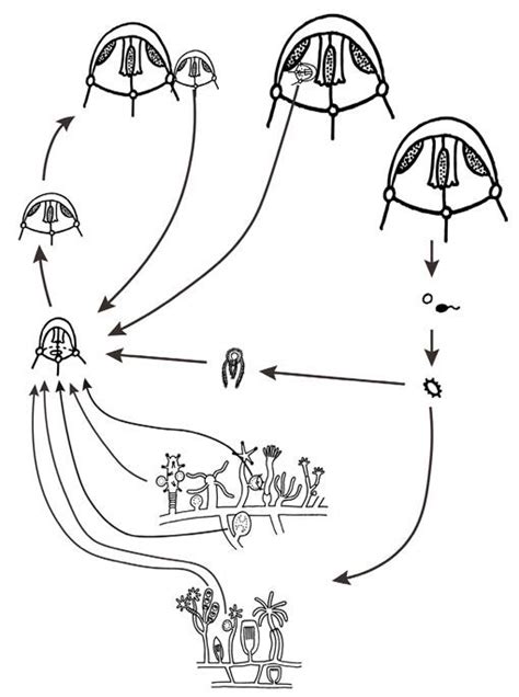 The hydrozoan life cycle (exception Siphonophora). Illustration:... | Download Scientific Diagram