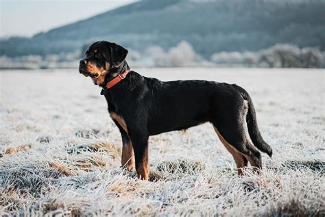 Managing Aggressive Rottweiler Behavior: Understanding the Causes | Fortail Rottweiler