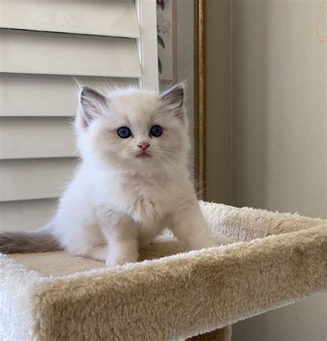 Ragdoll Kitten | Kittens, Beautiful kittens, Baby cats