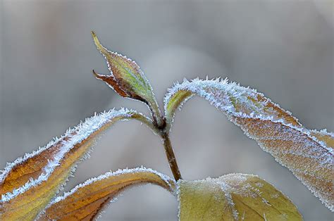 Frosty morning on Behance