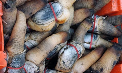 Gear, not geoducks, impacts ecosystem if farming increases | UW News