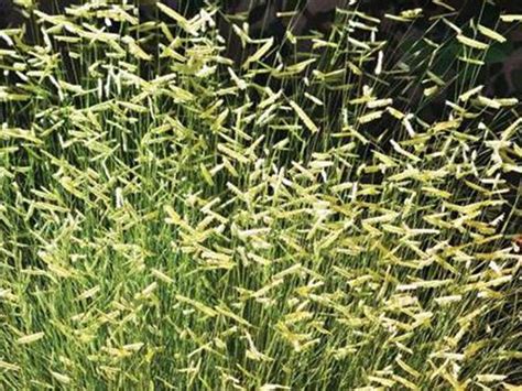 Blonde Ambition Blue Grama Grass | Ornamental grasses, High country gardens, Grasses garden