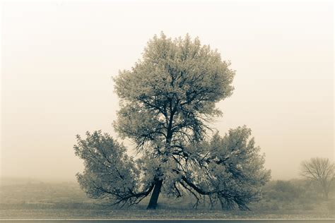 Fine art image of a tree in nature and foggy conditions 2493375 Stock Photo at Vecteezy