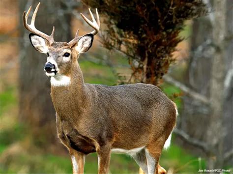 White-tailed Deer State Animal | State Symbols USA