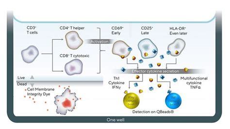 T-Cell Activation | Sartorius