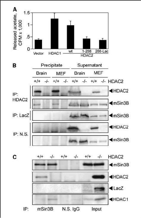 Lack of integration of the HDAC2-LacZ fusion protein into the mSin3B ...