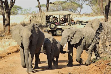 Ruaha National Park - Unique trips to Ruaha in Tanzania